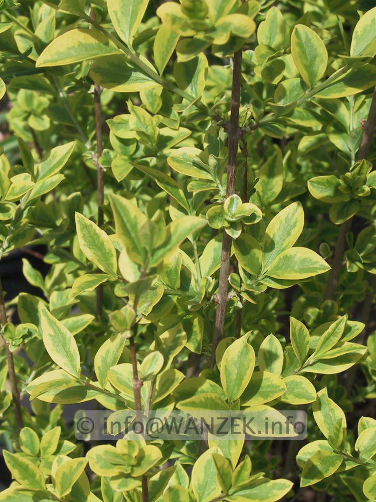 Ligustrum ovalifolium Aureum 02.jpg